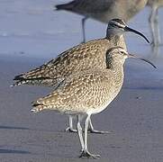 Hudsonian Whimbrel