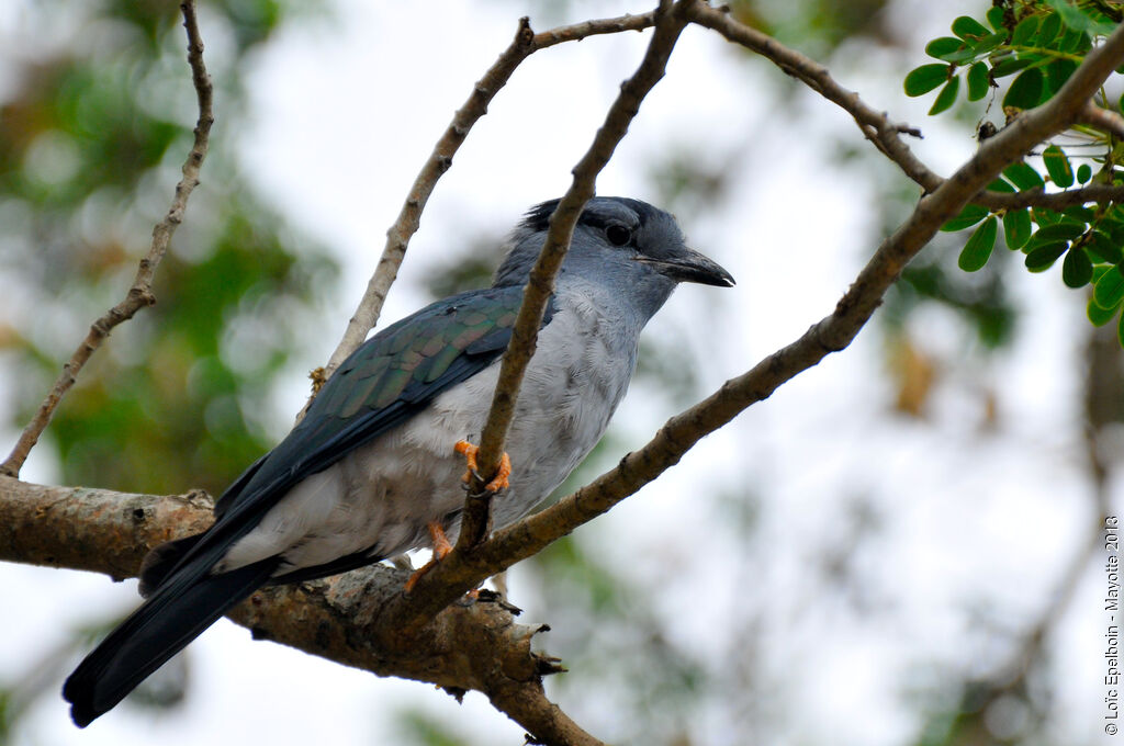 Cuckoo-roller