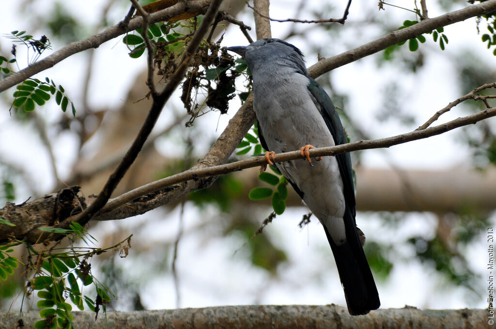 Cuckoo-roller