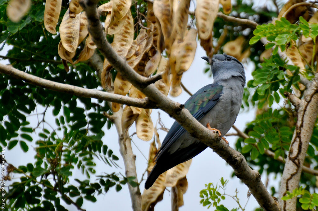 Cuckoo-roller