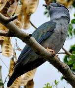 Cuckoo-roller