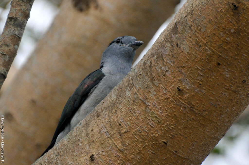 Cuckoo-roller