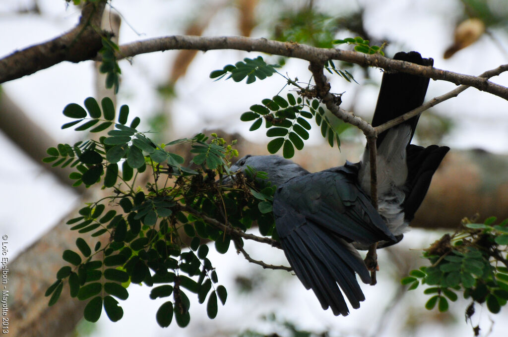 Cuckoo Roller