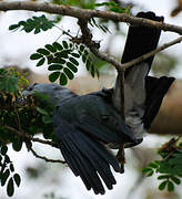 Cuckoo-roller