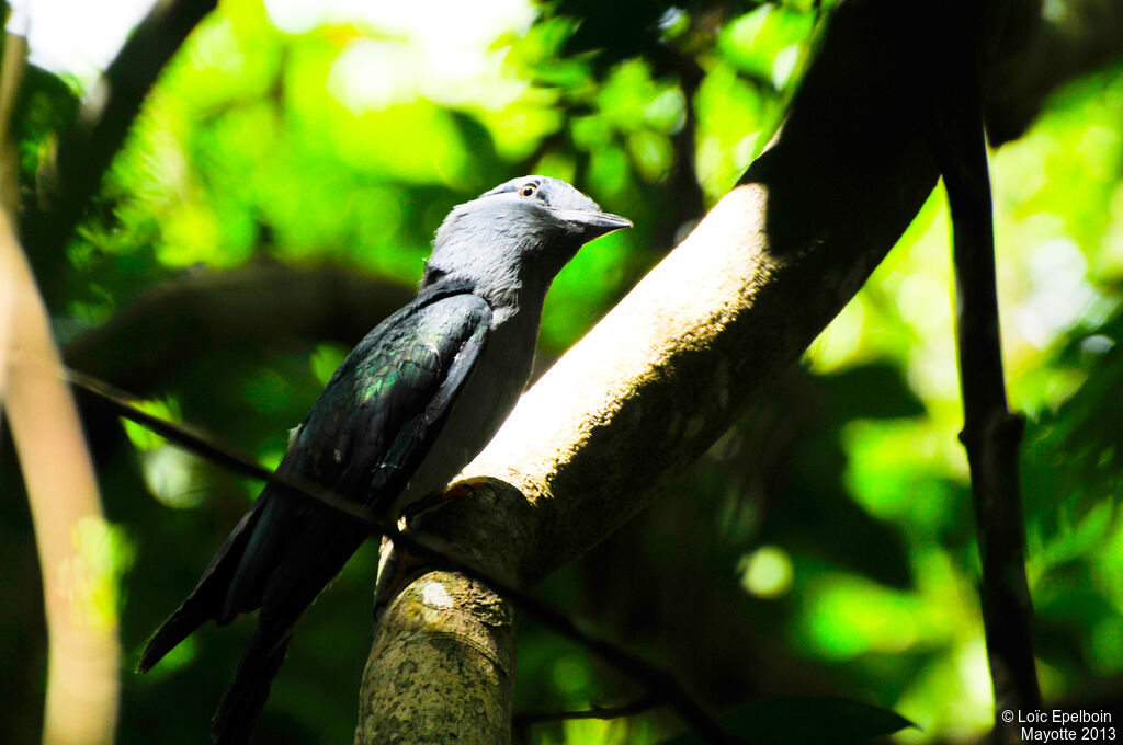 Cuckoo-roller