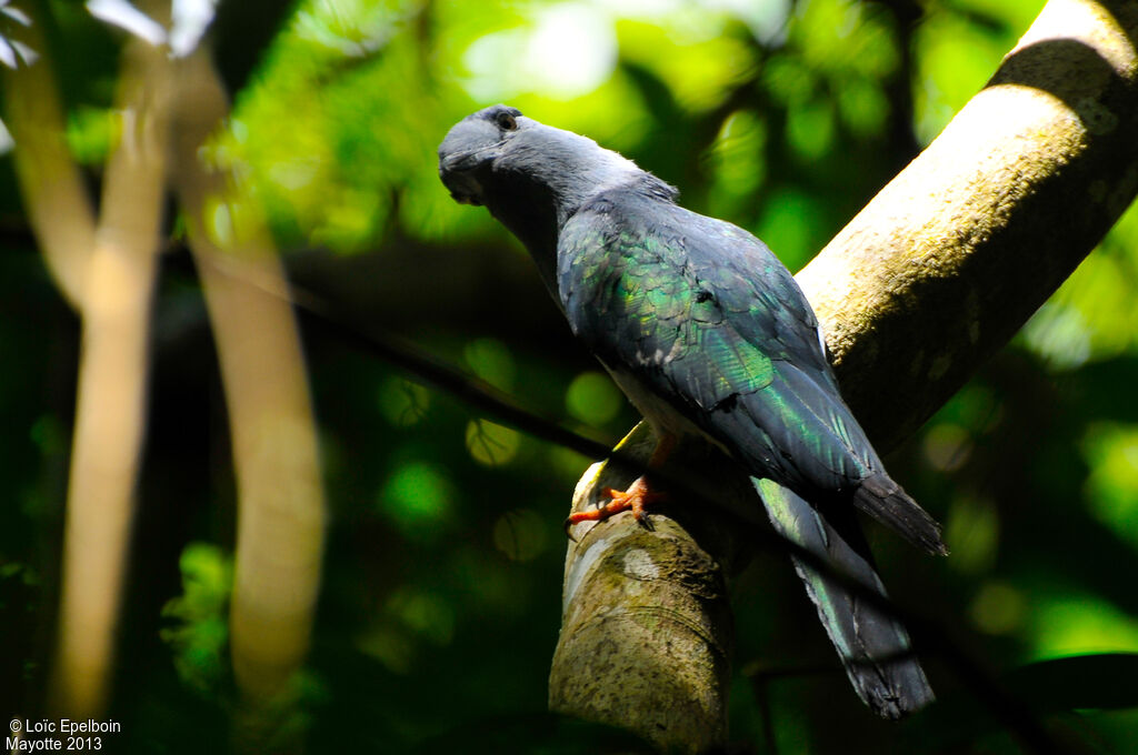 Cuckoo-roller