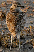 Double-banded Courser