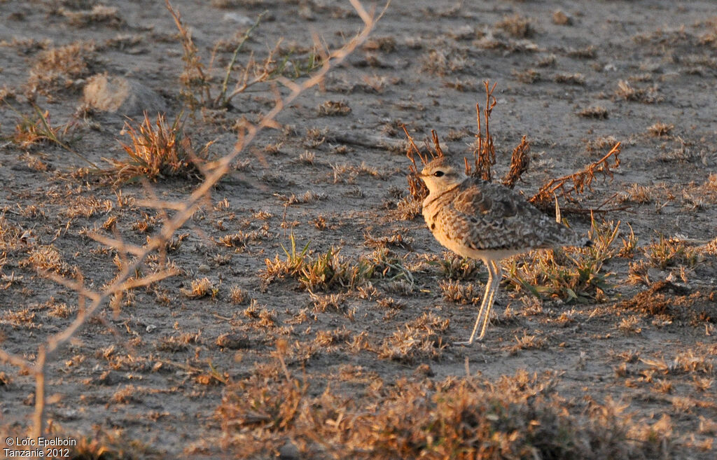 Double-banded Courser