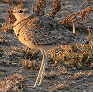 Double-banded Courser