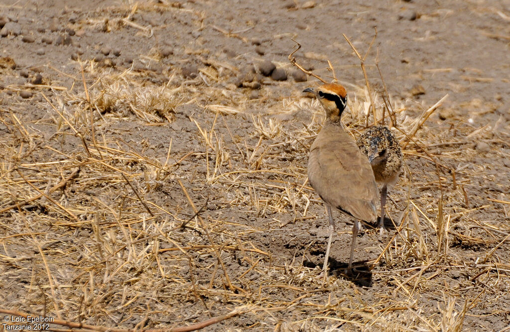 Temminck's Courser