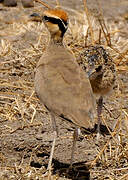 Temminck's Courser