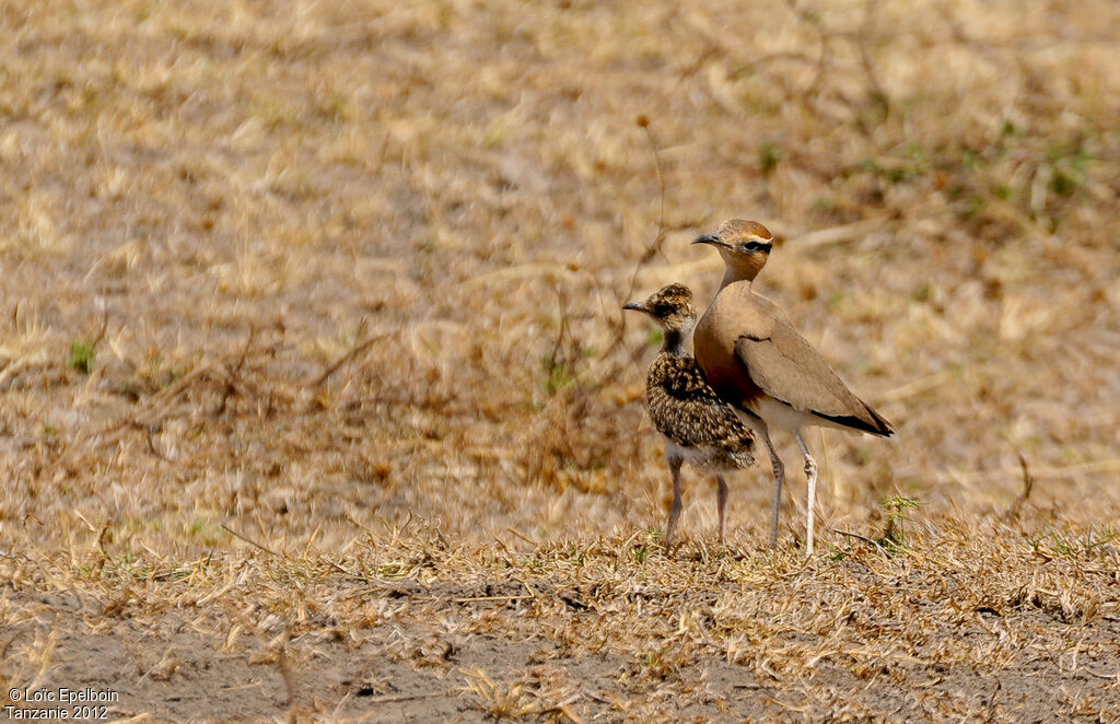 Temminck's Courser