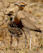 Temminck's Courser