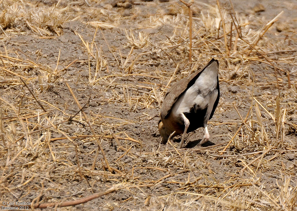 Temminck's Courser