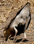 Temminck's Courser