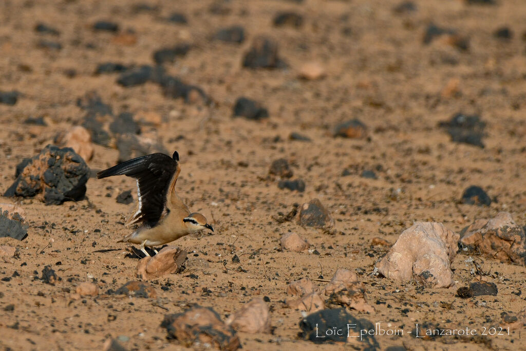 Cream-colored Courser