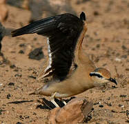 Cream-colored Courser