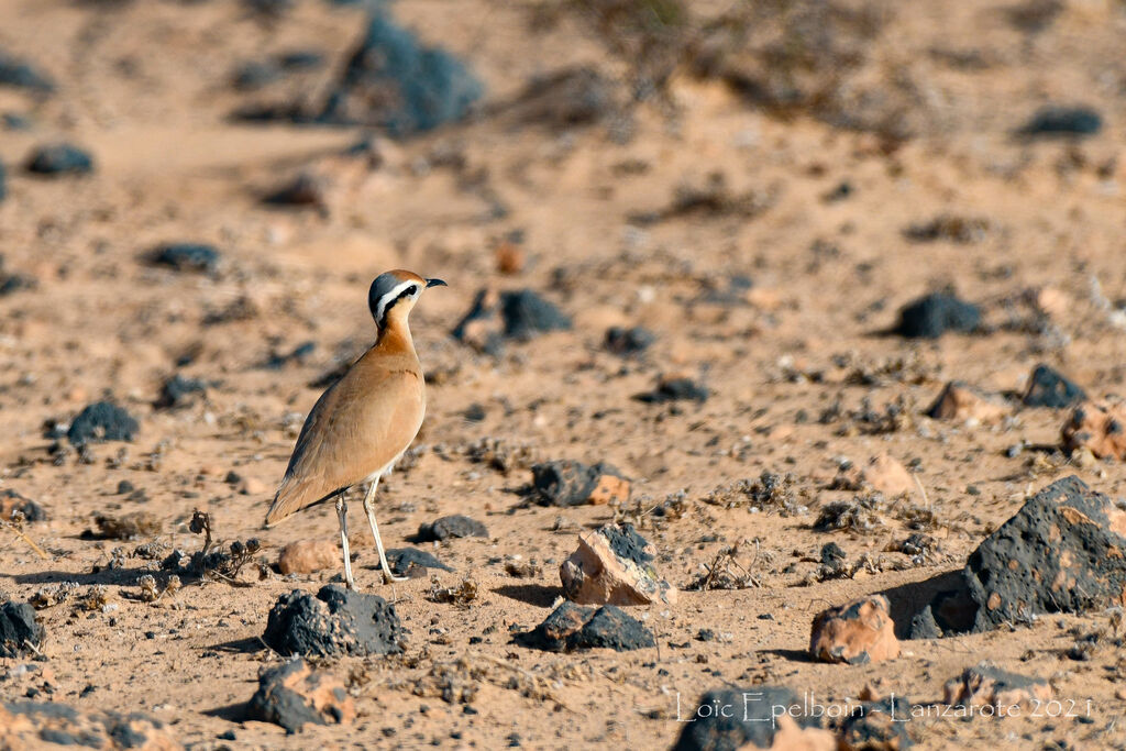 Cream-colored Courser