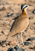 Cream-colored Courser