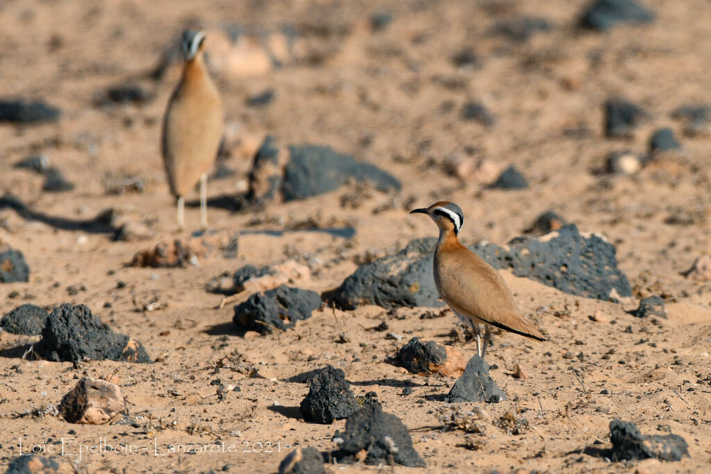 Cream-colored Courser