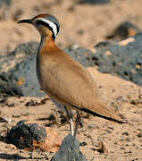 Cream-colored Courser