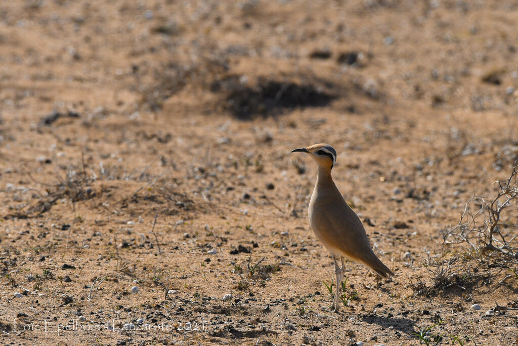 Cream-colored Courser