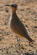 Cream-colored Courser