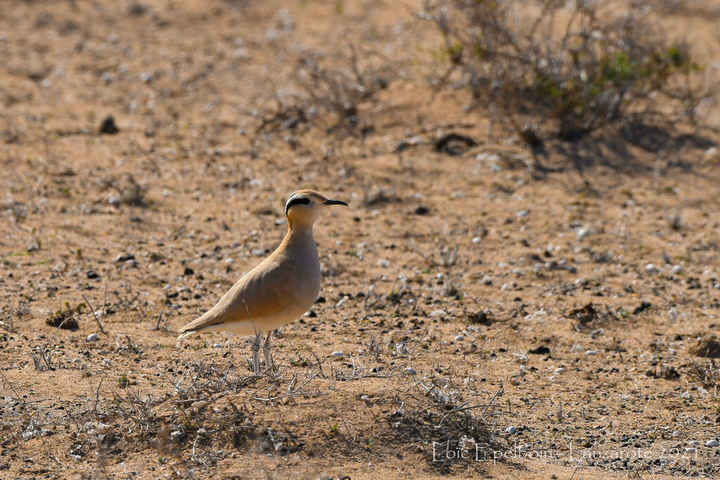 Cream-colored Courser