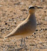 Cream-colored Courser