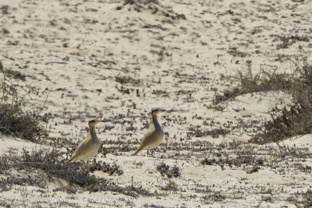 Cream-colored Courser