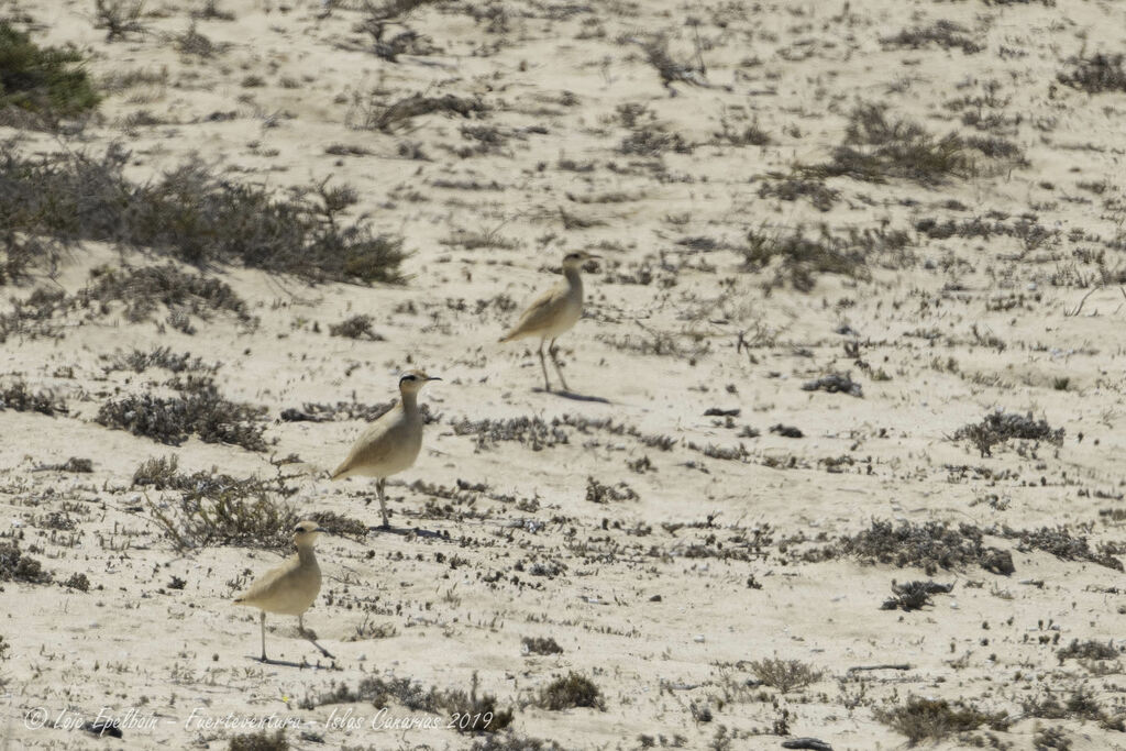 Cream-colored Courser