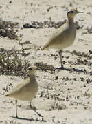 Cream-colored Courser