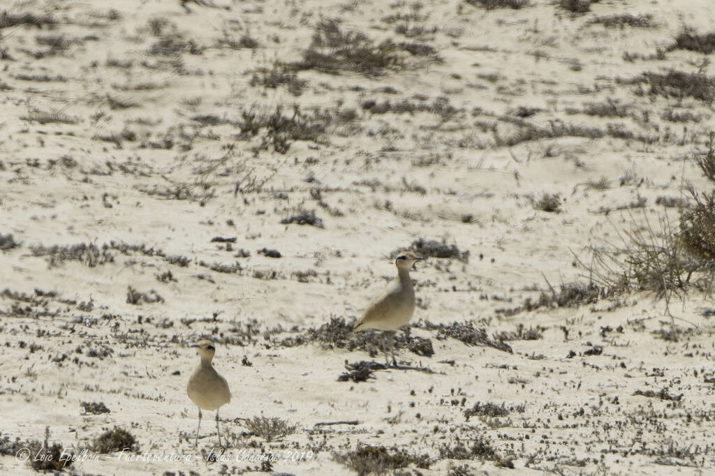 Cream-colored Courser