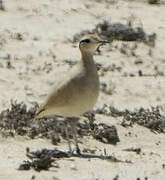 Cream-colored Courser