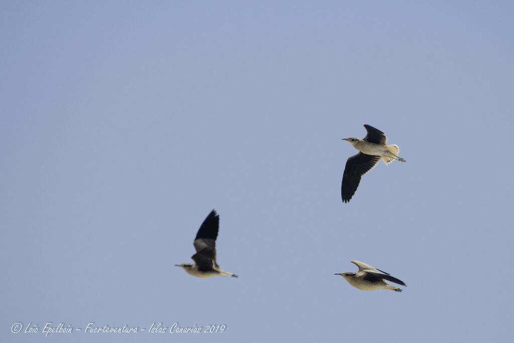 Cream-colored Courser