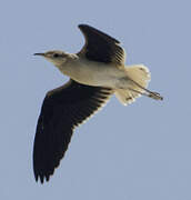 Cream-colored Courser