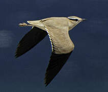 Cream-colored Courser