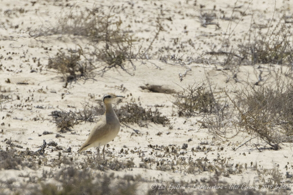 Cream-colored Courser