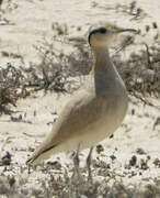 Cream-colored Courser