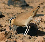 Cream-colored Courser