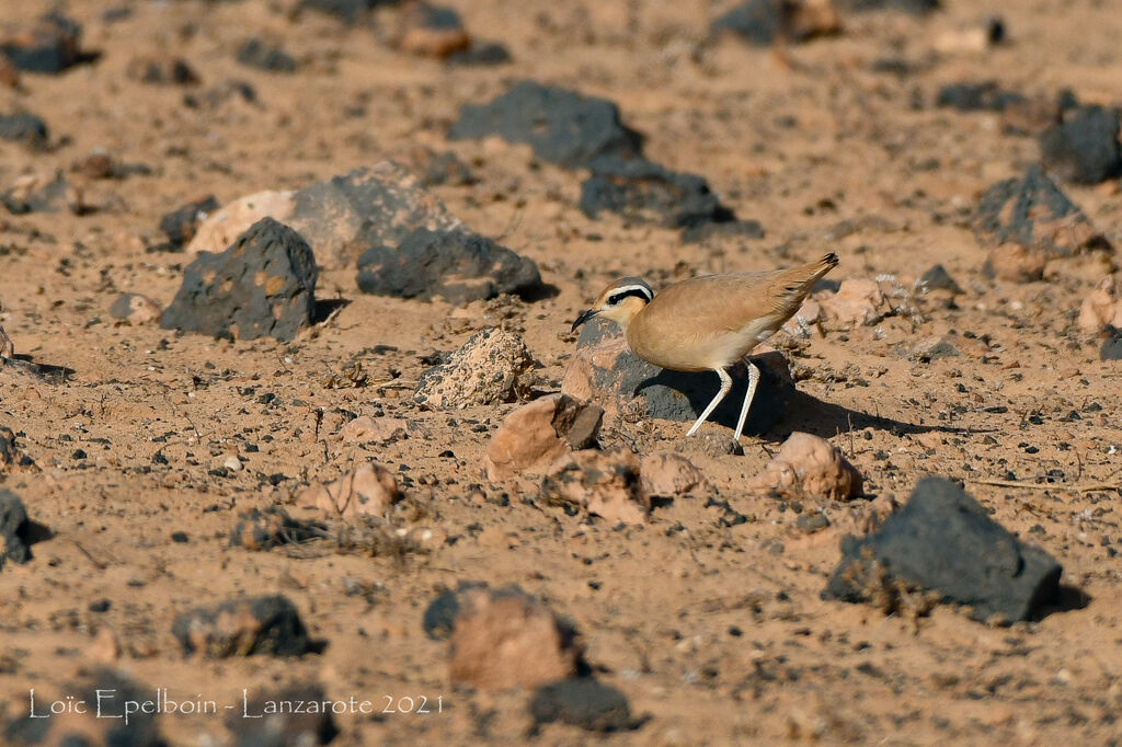 Cream-colored Courser