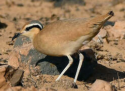 Cream-colored Courser