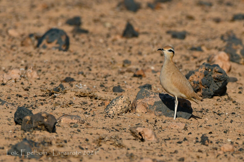 Cream-colored Courser