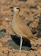 Cream-colored Courser