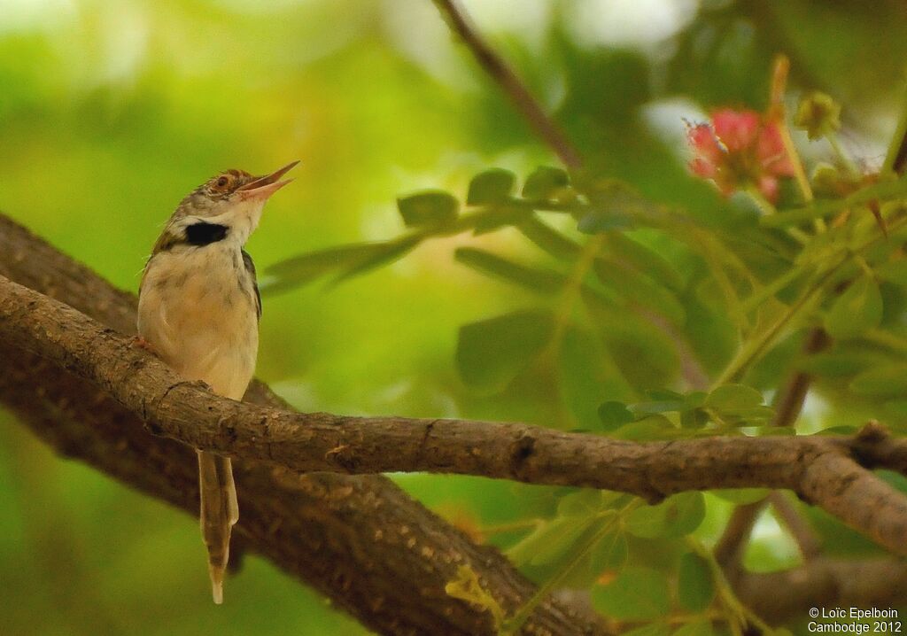 Dark-necked Tailorbird