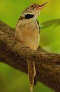 Dark-necked Tailorbird