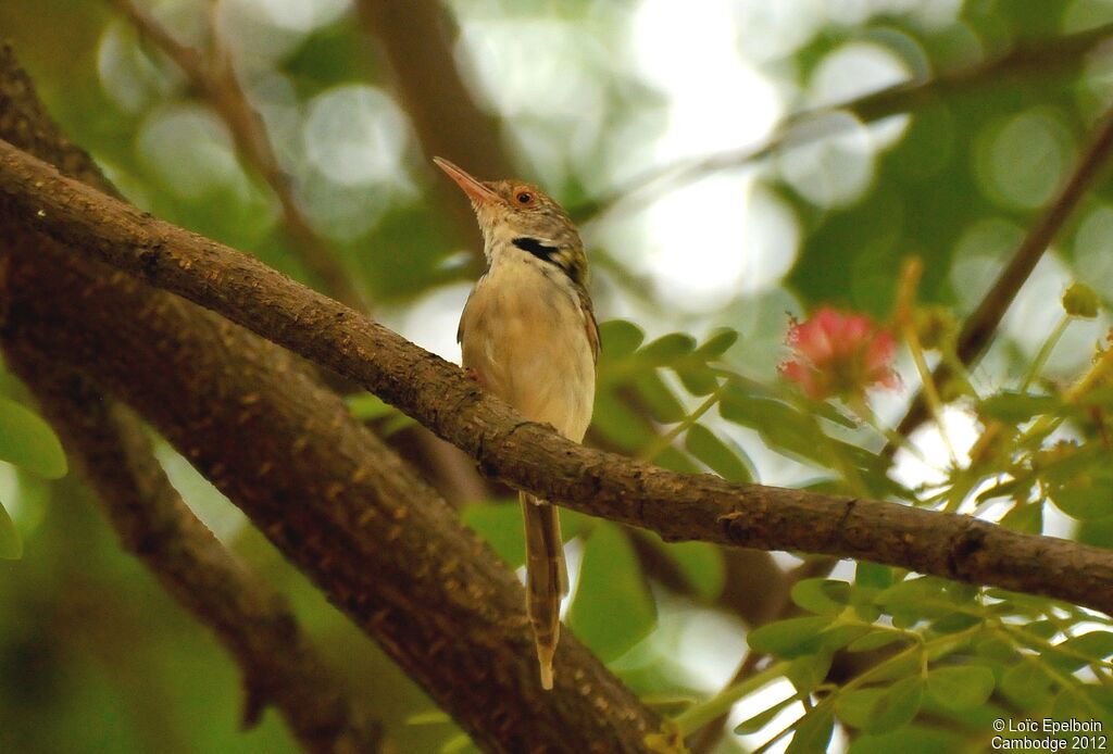 Dark-necked Tailorbird