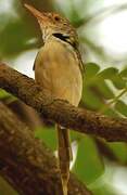 Dark-necked Tailorbird