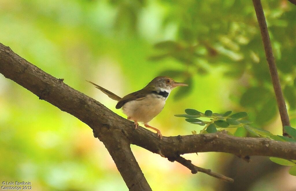 Dark-necked Tailorbird