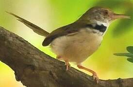 Dark-necked Tailorbird